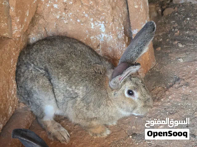ذكر هجين ألماني وانثايتين شغالات نوع بلدي واثنين صغار اناثي