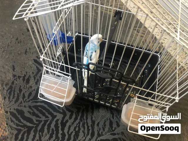 طير بقلينو للبيع 50