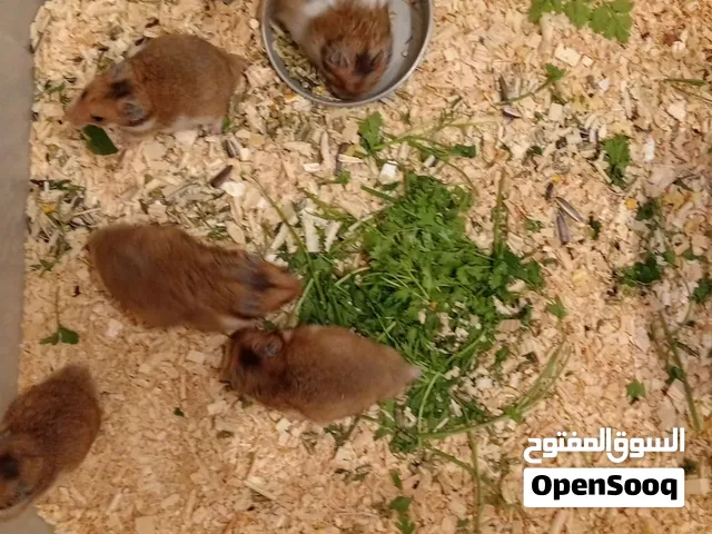هامستر سوري للبيع