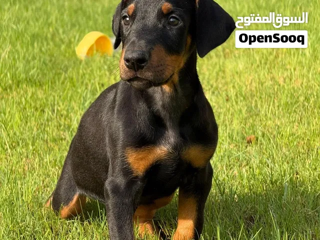 جرو دوبرمان