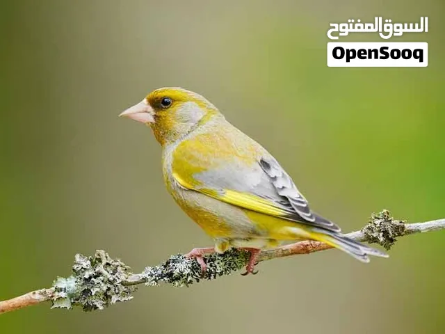 طائر الخضري