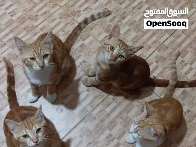 بسينات شيرازي