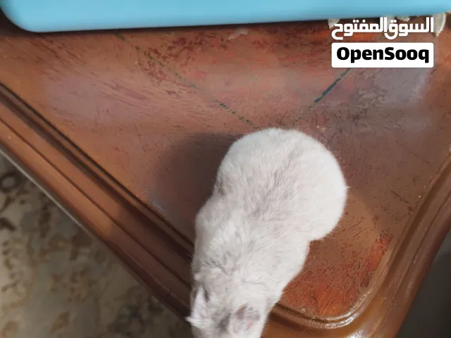 هامستر للبيع صغير جدا مع البيت وأغراضه والقفص اكله ونشارة الخشب