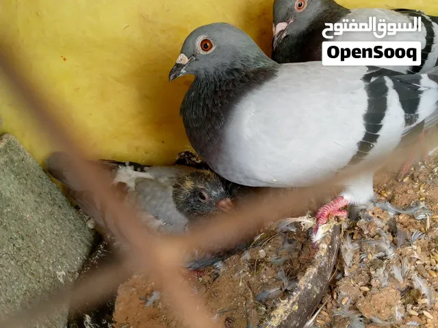 السلام عليكم عرض اليوم كوبيا جزل تحتها زوز فروخ