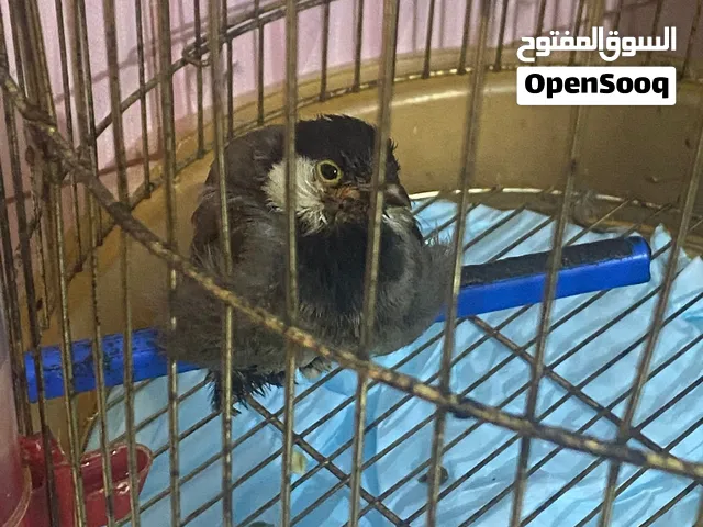بلبل بيتي أليف جداً للبيع .