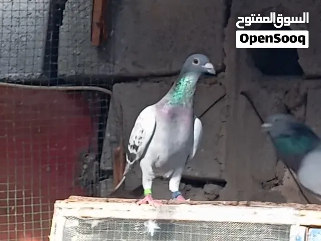 طيره فحل مادري يراني مديل 2023
