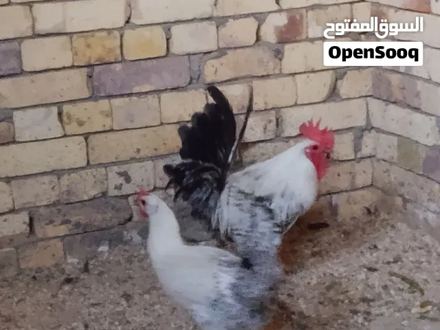 دجاج فيومي للبيع سعر 60 الف