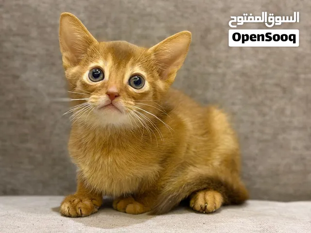 للبيع قط حبشي abyssinian بيور