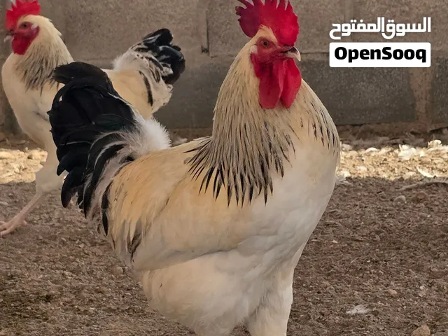دياكة فرنسية كولومبي سوسكس