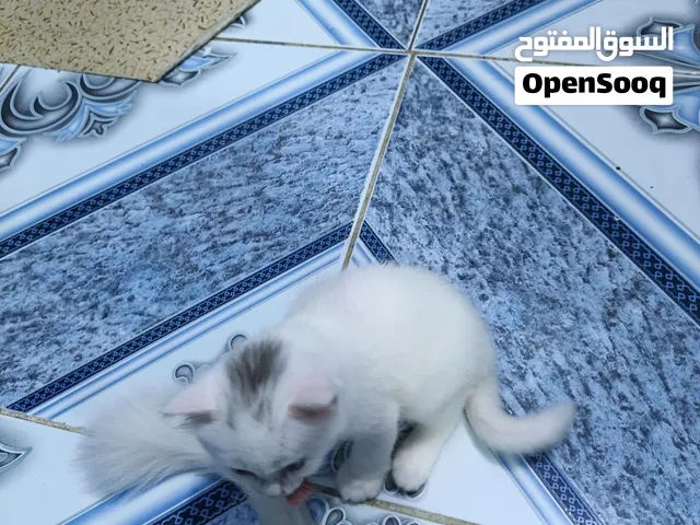 قطط شانشيلا