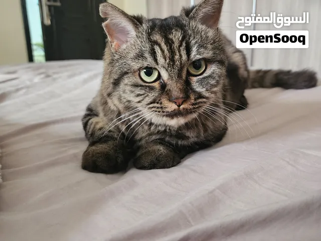 قطة شيرازية للتبني