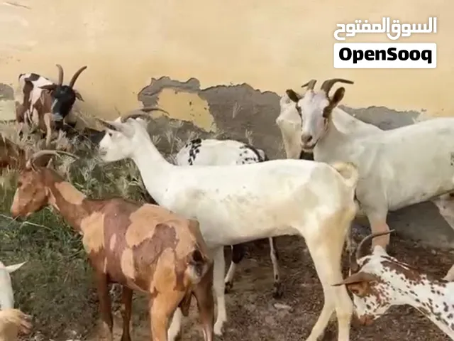 يوجد نقل من صلاله الى طول خط الباطنه