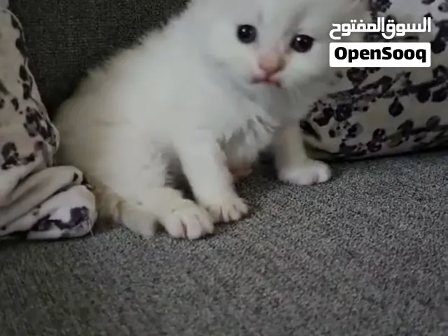 للبيع راق دول بيور العمر شهر و نص