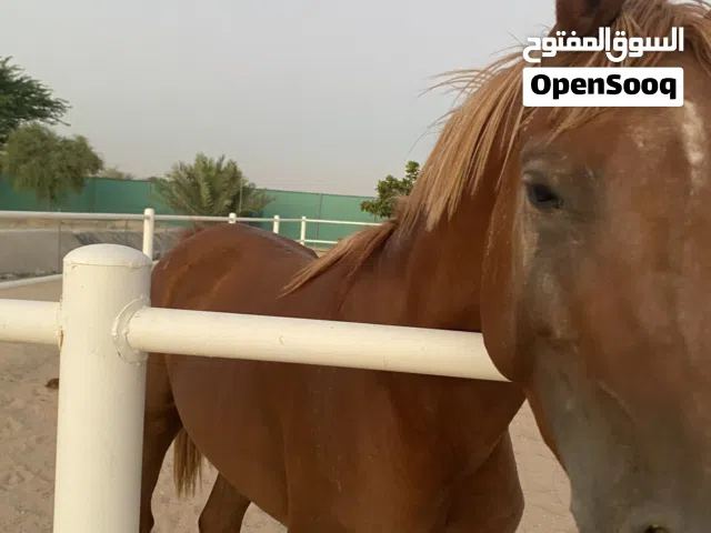 فحل عربي لونه بني نشيط و كبير