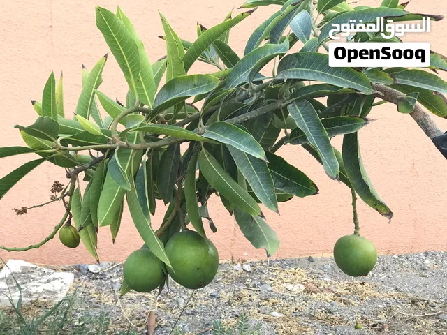 (مشتل زهور الربيع) نبيع بأسعار أقل عن باقي
