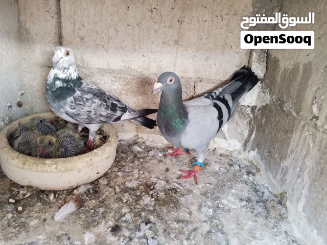 حمام للبيع اقرأ الوصف جيدا