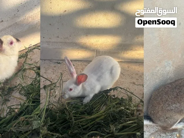 ثلاث إناثي ثنتين فرنسي وحدة بلدي الصحة ممتازة