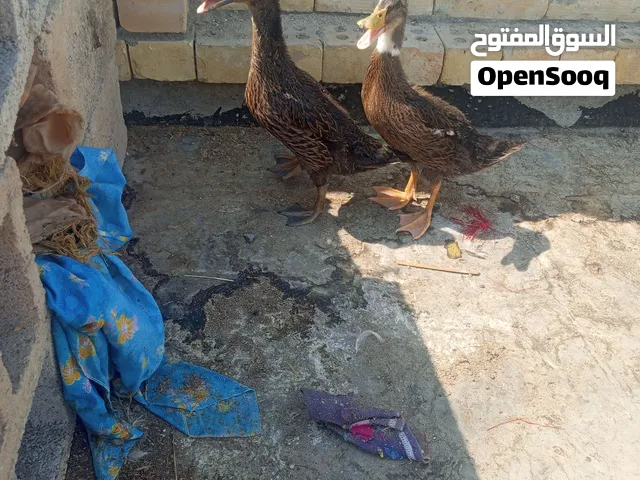 زوج بشه خضري
