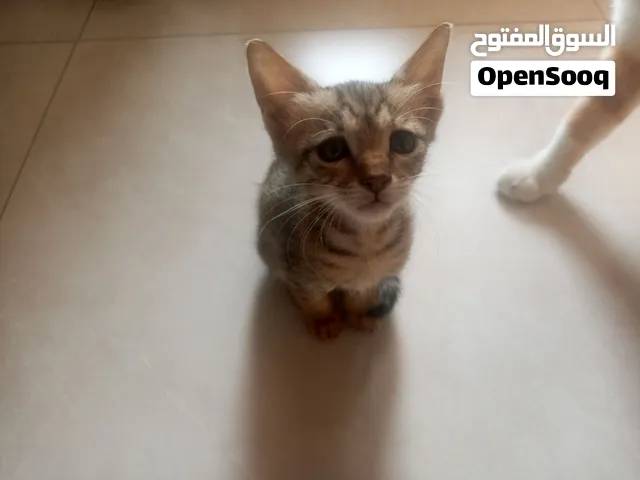 Arabian Mau for adoption