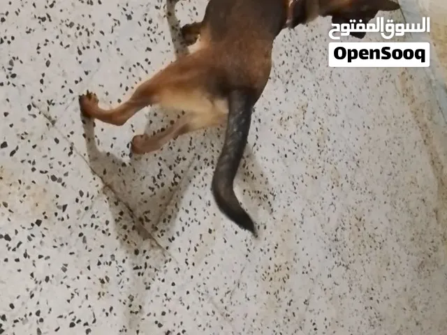 جرو مالينوا مطعم بالكتيب