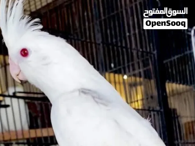 متوفر بإذن فراخ كوكتيل البينو مفطوم واليف 100/100  صحه ونضافه......