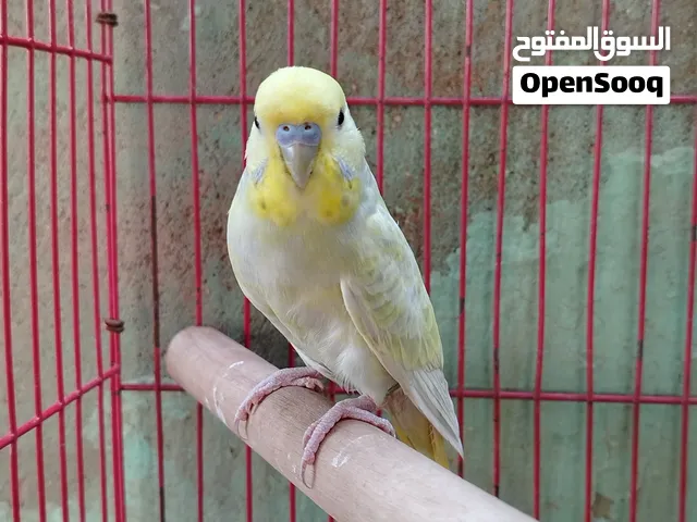 ذكر بادجي رينبو