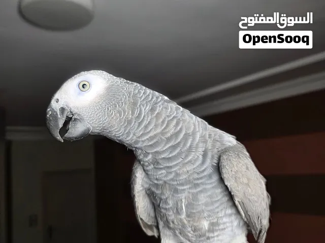 كاسكو زنجباري  رمادي الافريقي