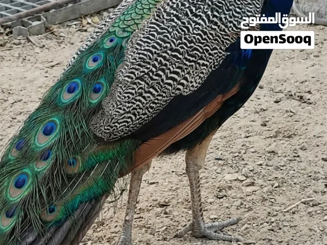 للبيع: زوج طاووس مميز (أزرق هندي وبني)  لأصحاب التميز ومحبي الطيور الفاخرة، متوفر للبيع زوج طاووس