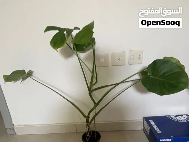 Monstera deliciosa