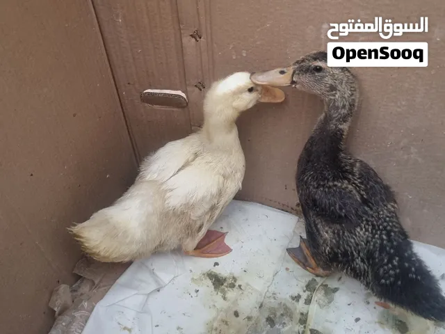 بط عدد 2 بيضاء ولون اسود خضاري ذكر وانثى .... او بدل على جاج بياض