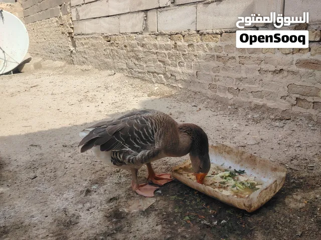 بطله كوبره العمر 6 اشهر الصحه جيده
