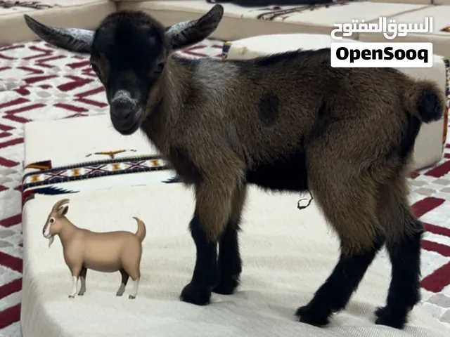 للبيع ماعز قزم بلجيكي