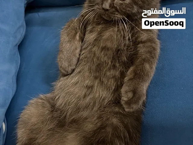 سنور سكوتيش ستريت عمره خمسه اشهر و الجنس ذكر