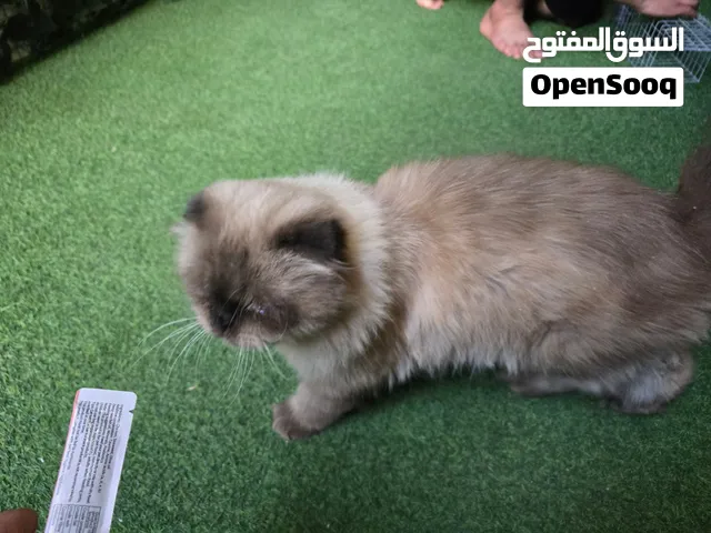 قط سكوتش فولد بيور
