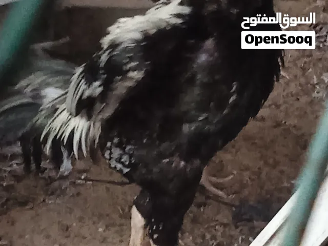 pakistani aseel rooster negotiable prize قابل لتفاوض