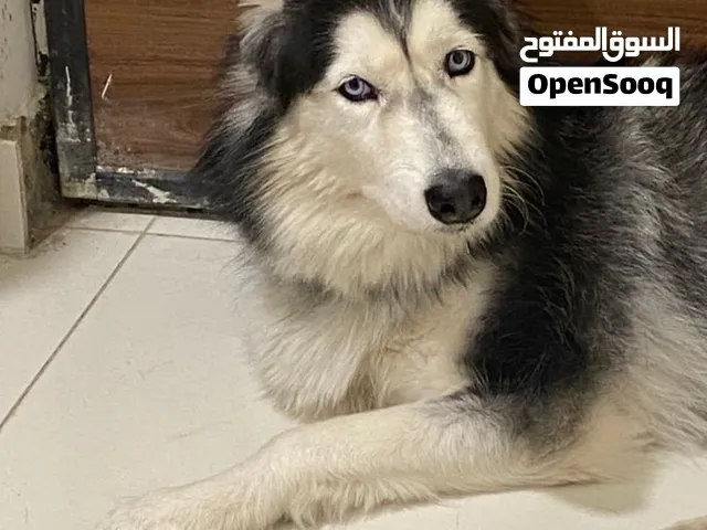 انثى هاسكي لتبني ( اسمها :- honey