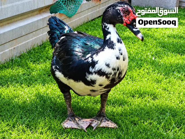 بشوش مصريات فحله
