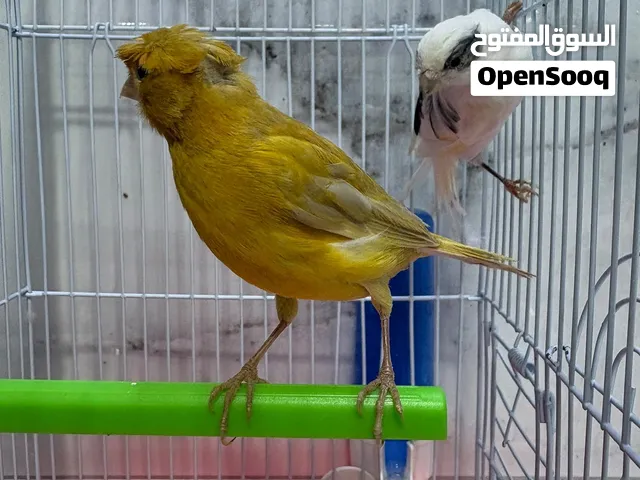 للبيع ازواج كناري سوري جاهزين للانتاج