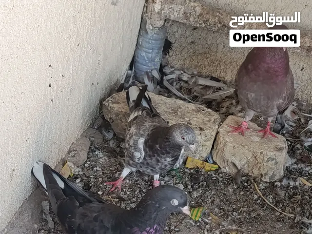 حمام للبيع اقره الوصف