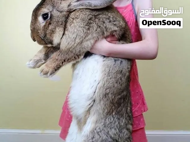 مطلوب سلالة ارنب فلمنكي
