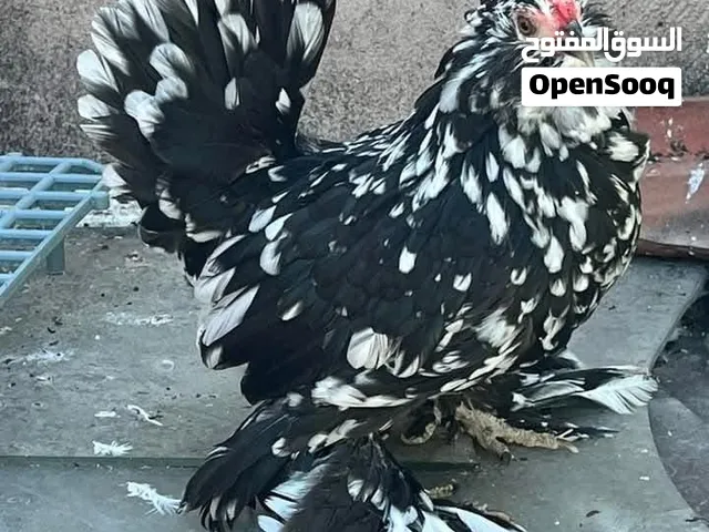 دجاج(نوادر) اسبانچل تركي مخاليف