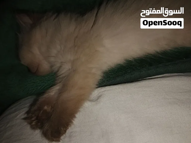 قطة انثى للبيع