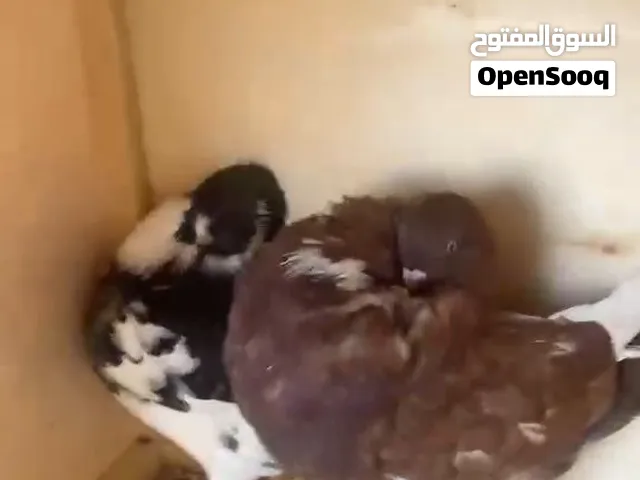 كوبيه ميني نفاخ