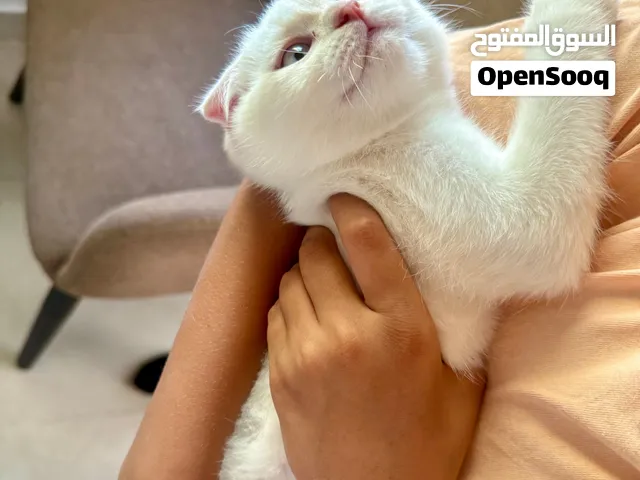 قطط سكوتش فولد