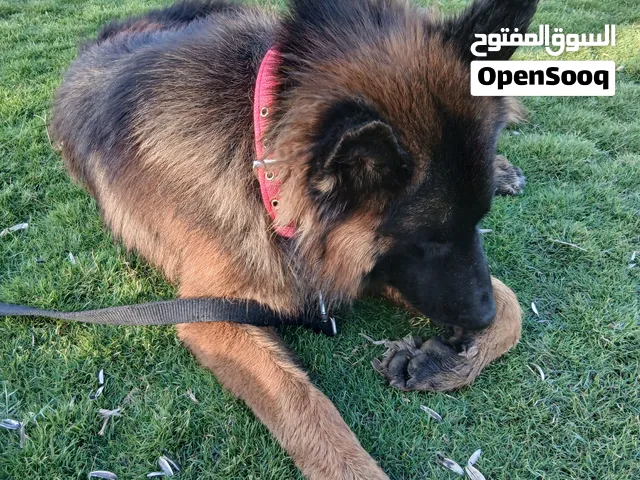 كلب حراسة أوامر نوع جيرمن شبرد للبيع 5000