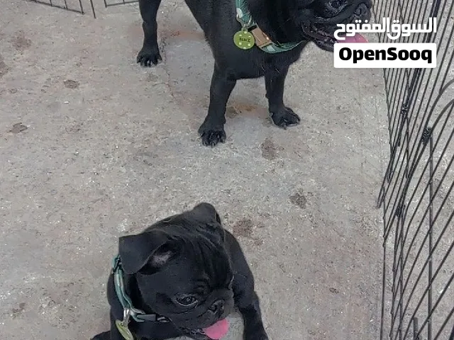 جرو بج للبيع