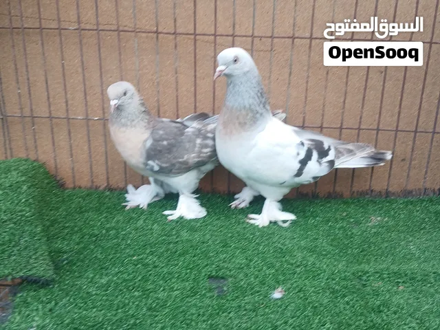 حمام تكلا قلاب