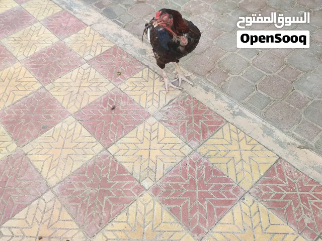 ديك باكستاني للبيع ب 20 ريال