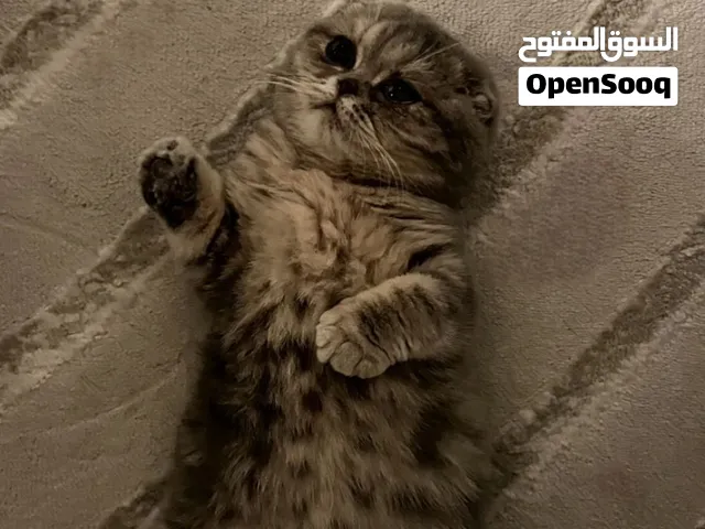 قطوه انثى سكوتش فولد عمرها 5 شهور بس حجمها صغير حيل و هااااديه ( اقروا الوصف )