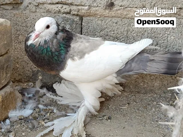 تك نثيه نفاخ